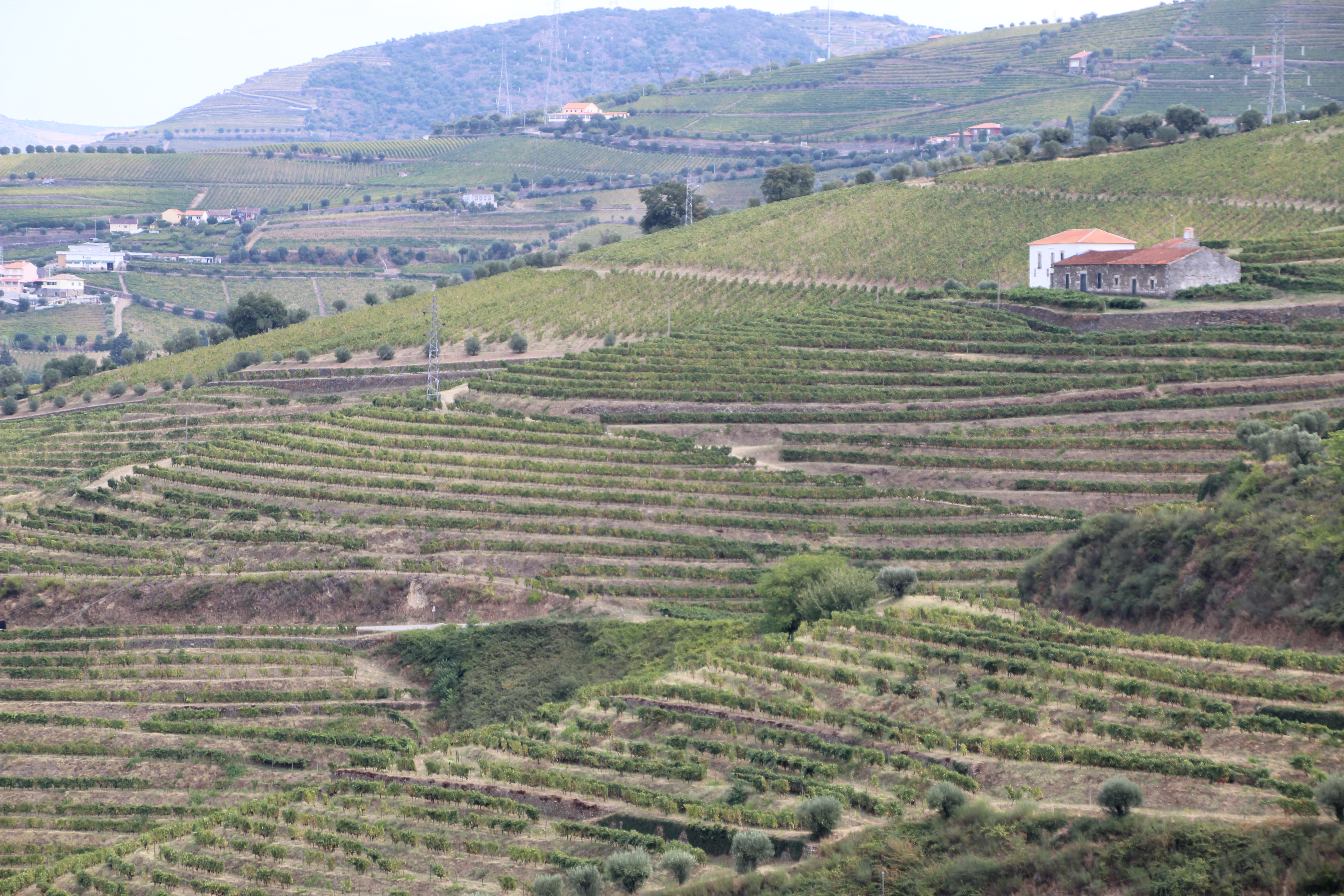 Wine region of Pesua de Regua